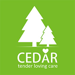 Cedar